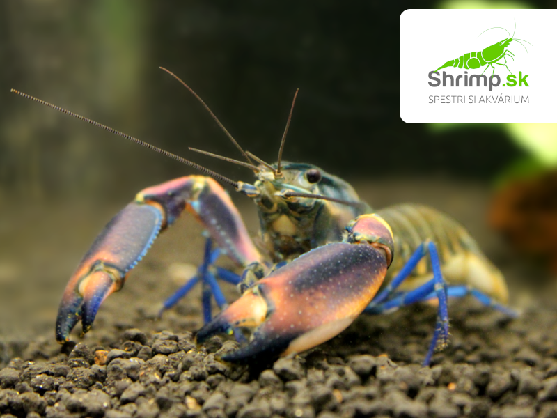 Rak Papua - samec - Cherax boesemani