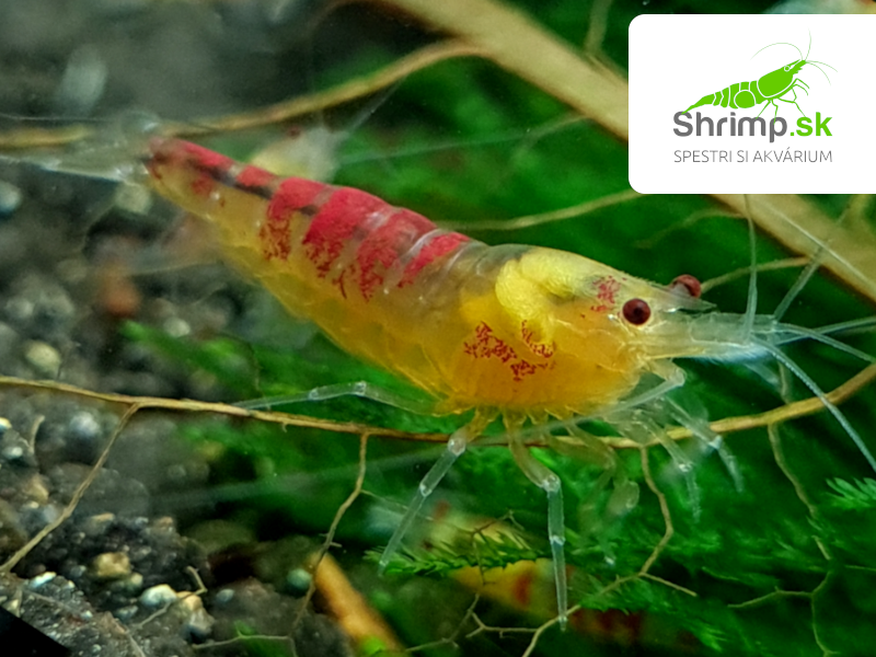 Krevetka Calceo Bee Red Dragon