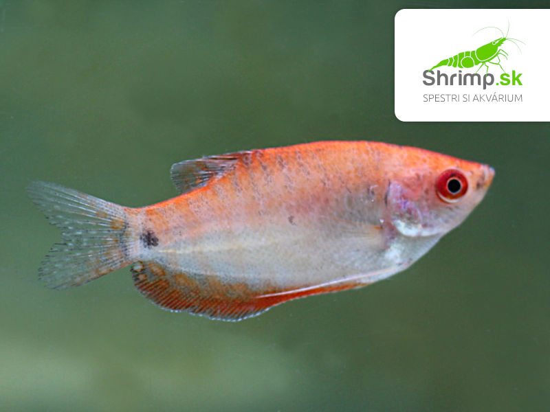 Gurama golden red eye - Trichopodus trichopterus