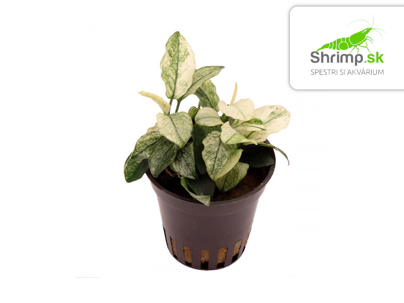 Anubias nana pinto - košík