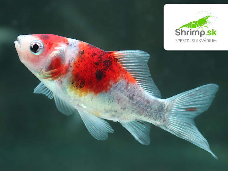 Karas Shubunkin 9-11 cm - Carassius auratus (DO JAZIERKA)