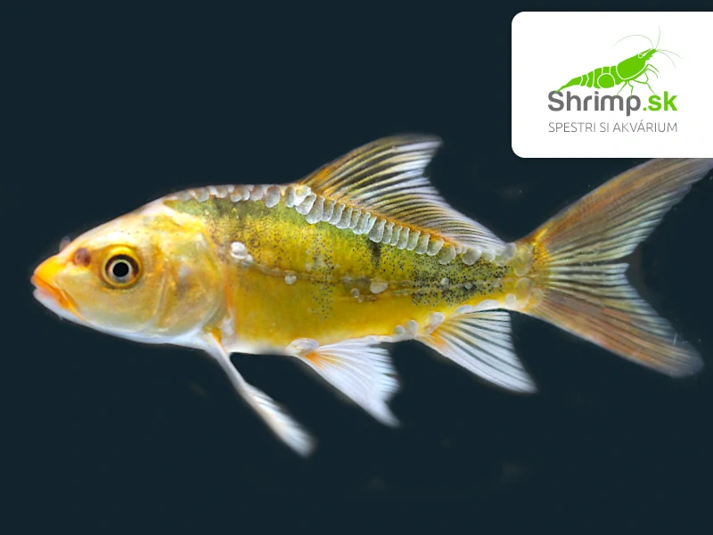Koi kapor mix A 6-8 cm - Cyprinus carpio