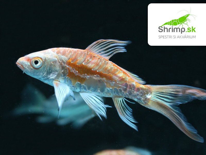 Koi kapor Butterfly 9-11 cm - Cyprinus carpio (DO JAZIERKA)
