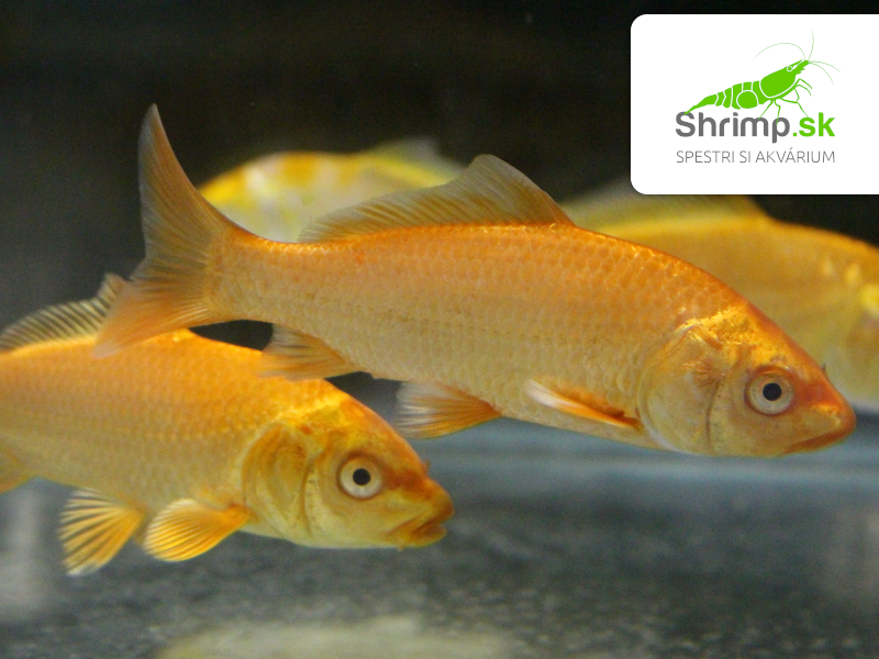Koi kapor zlatý 6-8 cm - Cyprinus carpio (DO JAZIERKA)