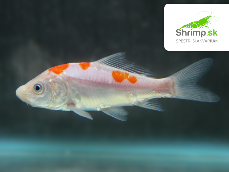 Koi kapor červeno biely 6-8 cm - Cyprinus carpio (DO JAZIERKA)