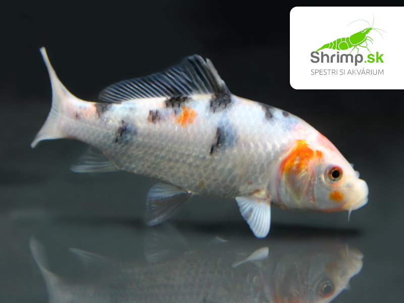Koi kapor tricolor 6-8 cm - Cyprinus carpio (DO JAZIERKA)