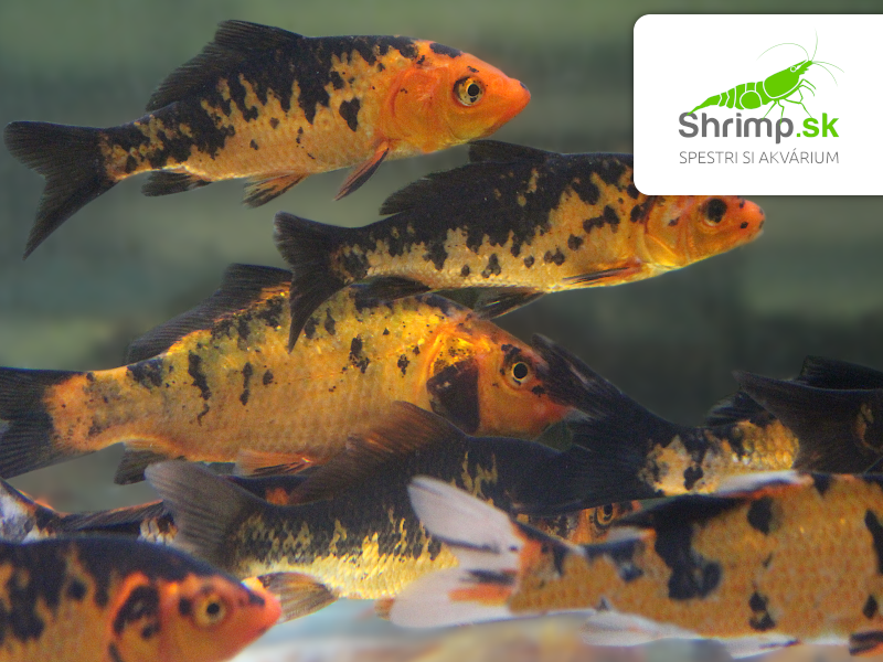 Koi kapor čierno zlatý 6-8 cm - Cyprinus carpio (DO JAZIERKA)