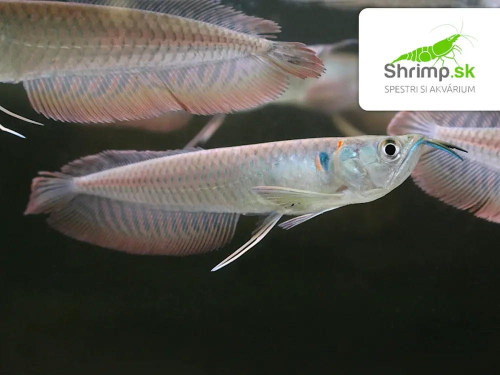Arowana Silver 10-12 cm