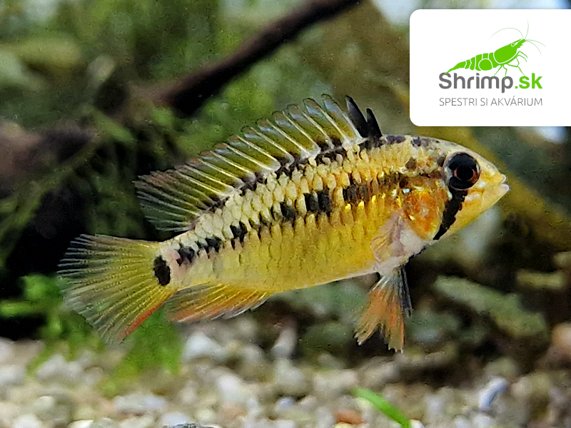 Cichlidka pestrá - samička