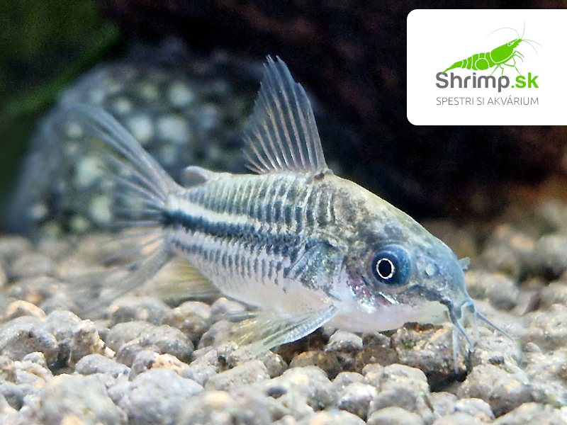 Pancierniček drobný - Corydoras nanus