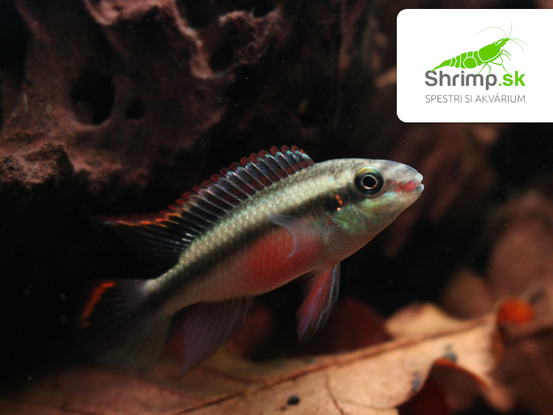 Ostriežik purpurový - Pelvicachromis pulcher