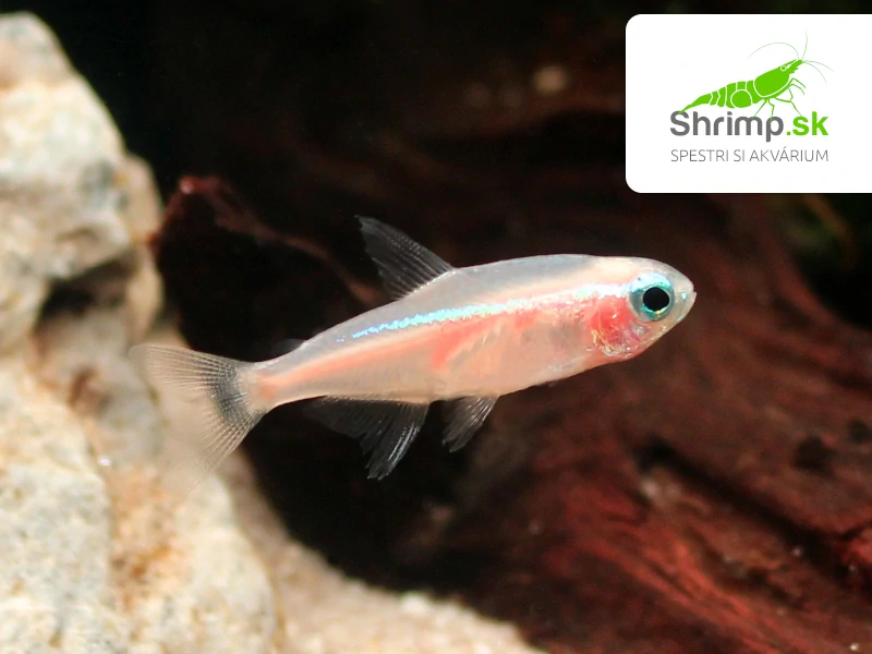 Neonka zlatá 30 ks - Paracheirodon innesi sp. Gold