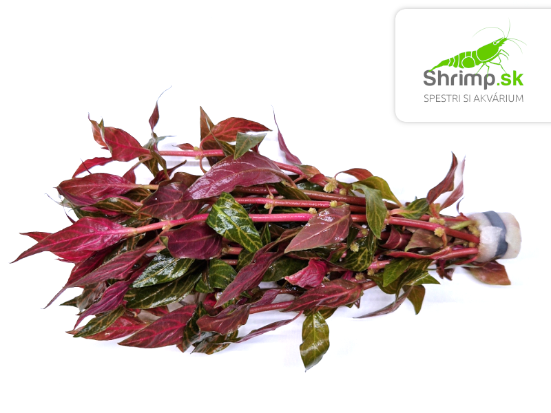 Alternanthera reineckii Rosanervig - zväzok
