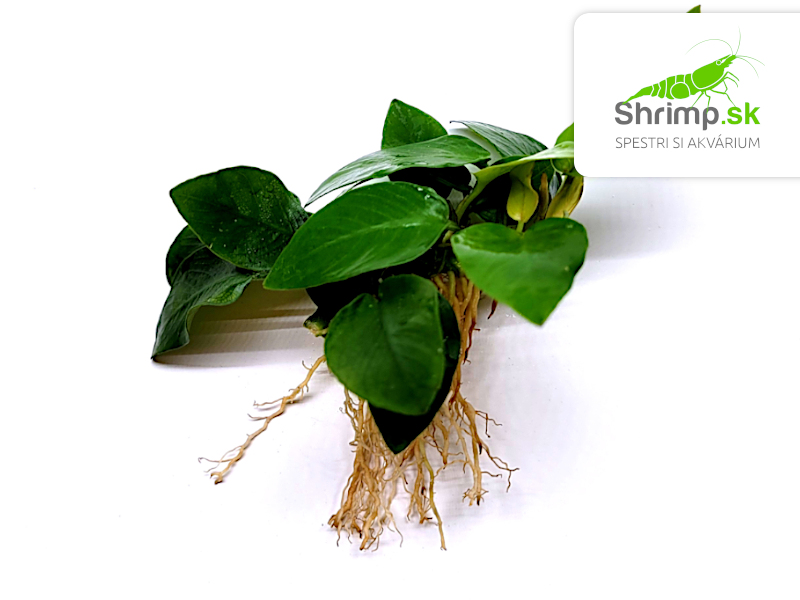 Anubias nana - zväzok