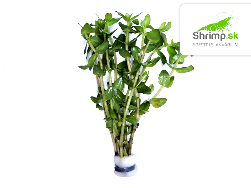 Bacopa caroliniana - zväzok