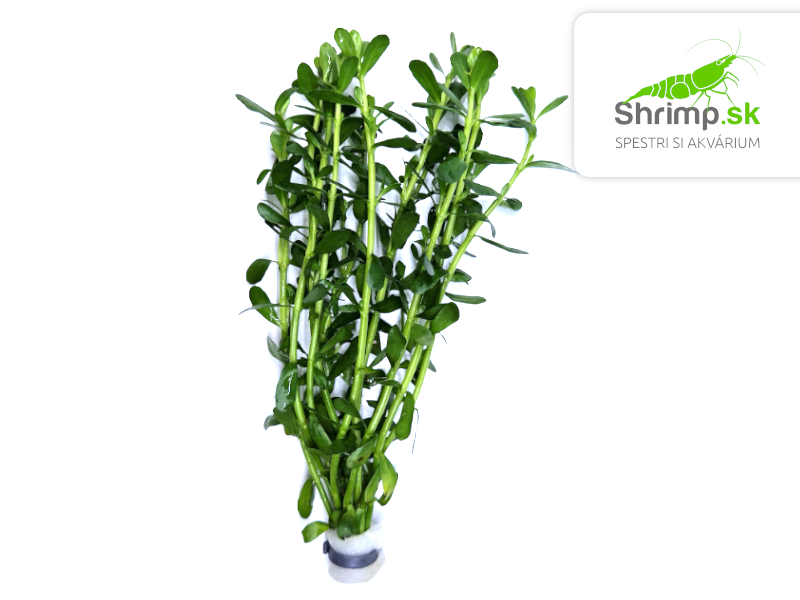 Bacopa monieri - zväzok