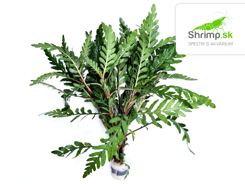Hygrophila pinnatifida - zväzok