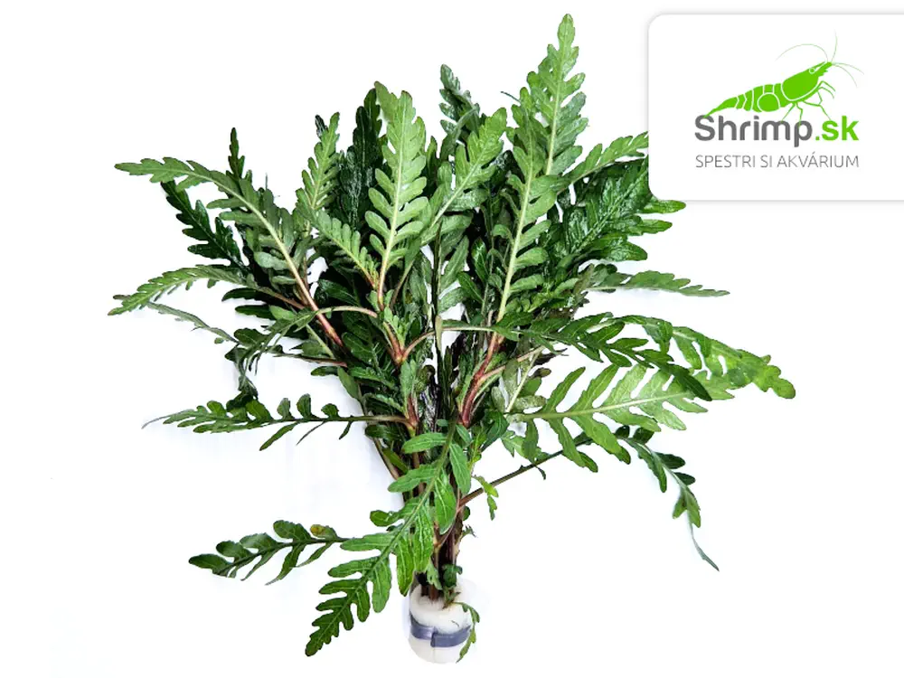 Hygrophila pinnatifida - zväzok