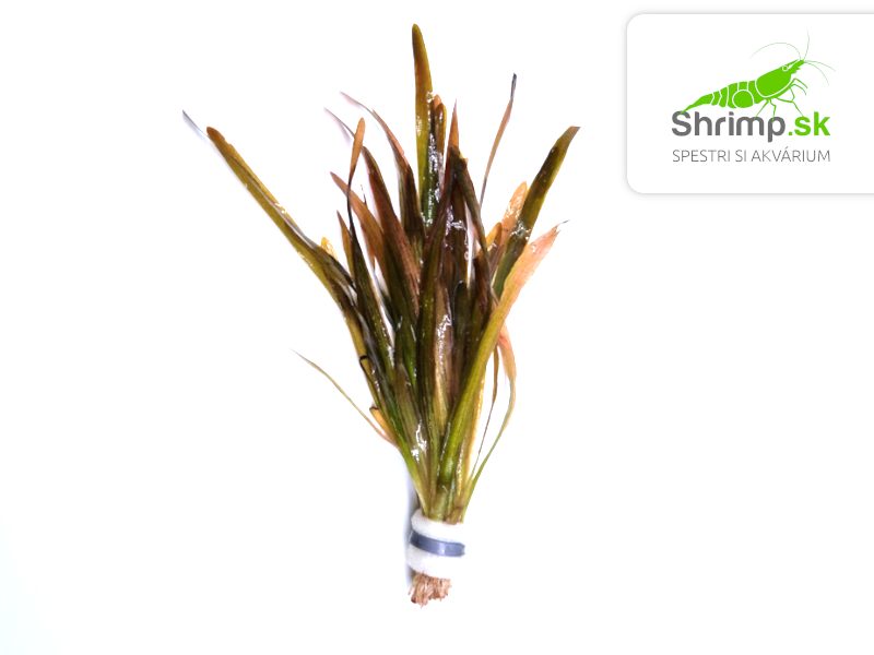 Vallisneria spiralis - zväzok