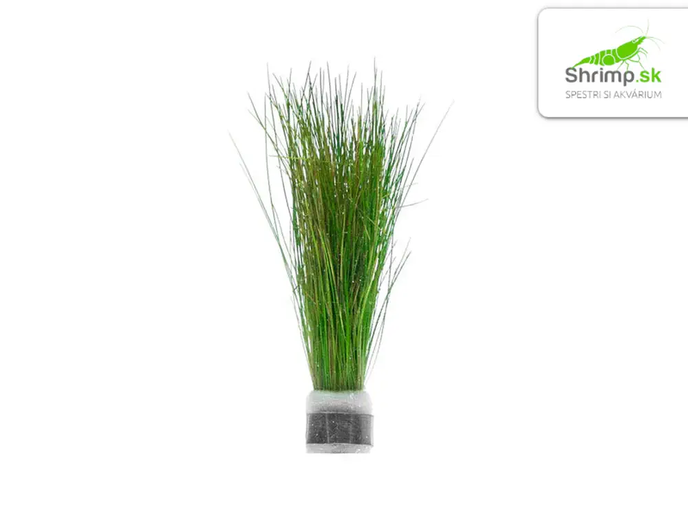 Eleocharis parvula - zväzok