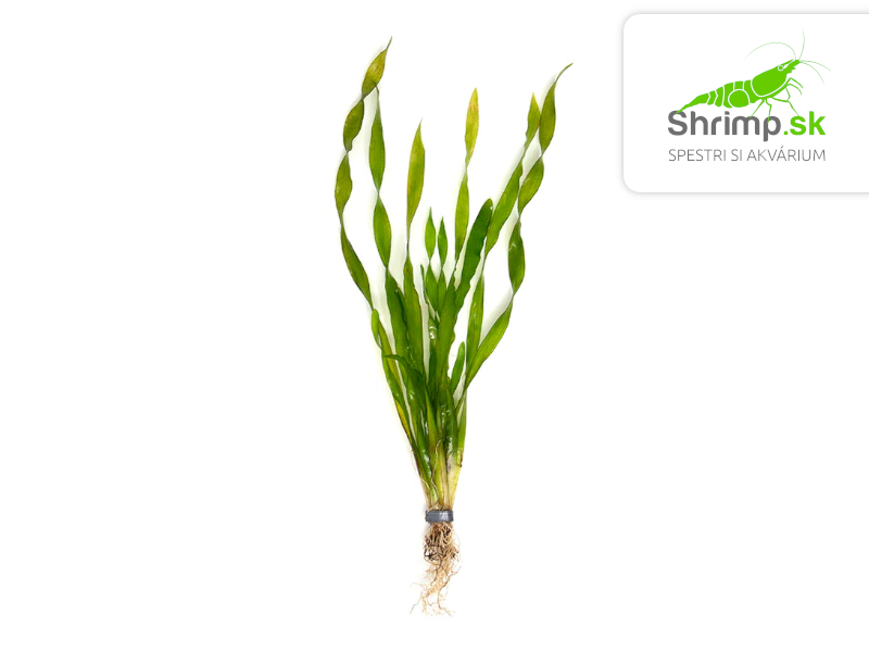 Vallisneria asiatica - zväzok