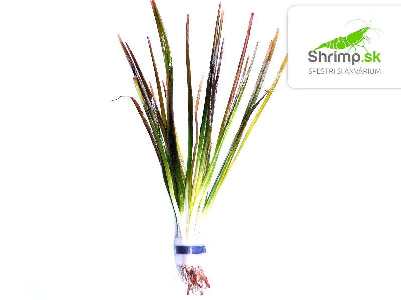 Vallisneria americana 'natans' - zväzok