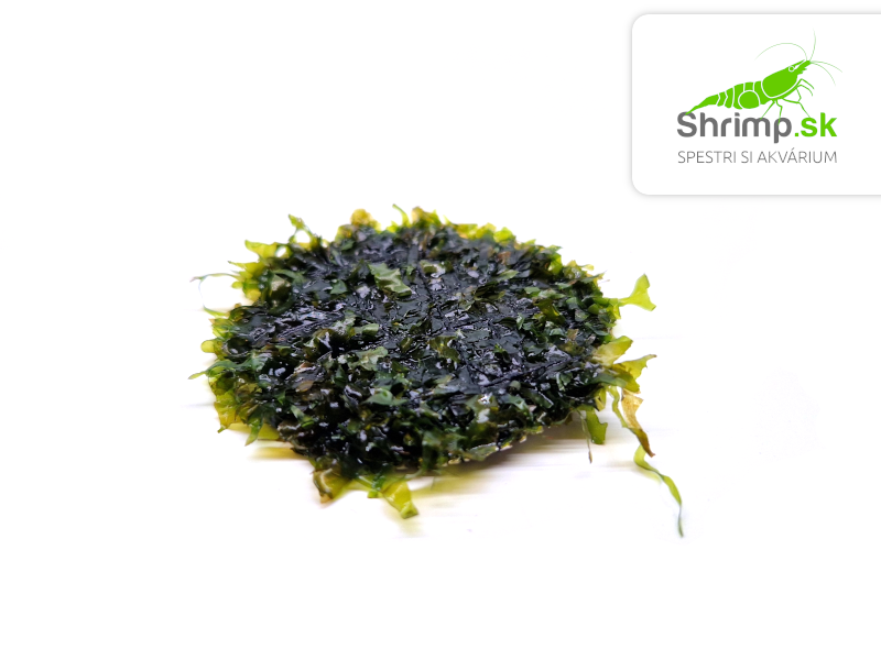 Pellia moss (Monosolenium tennerum) na kokosovej korunke