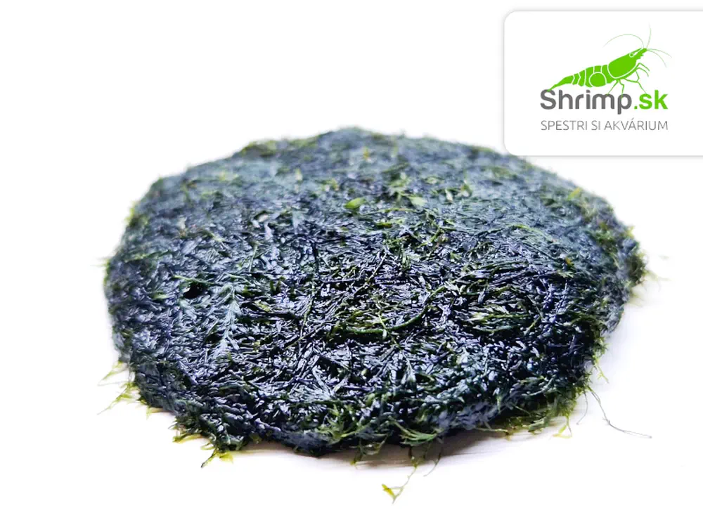 Mach Phoenix moss (Fissidens Fontanus) na kokosovej korunke