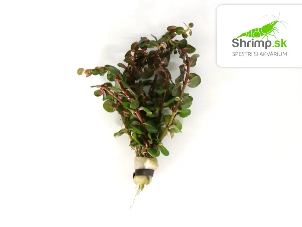Rotala blood red - zväzok