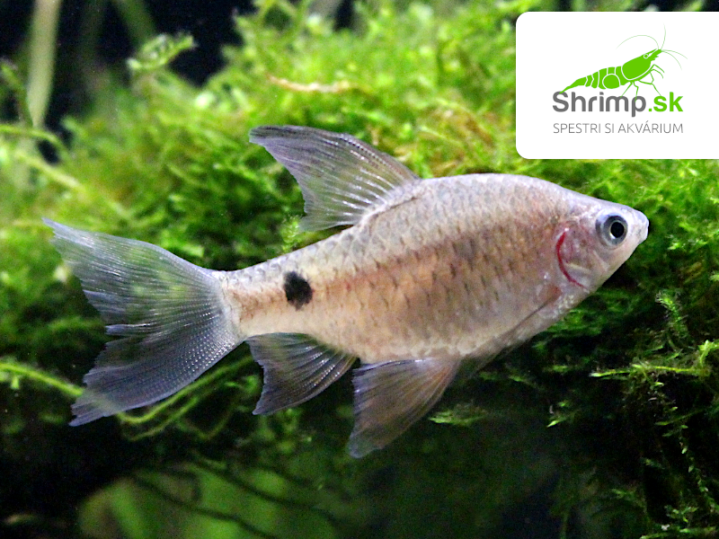 Mrenka ružová long fin - Pethia conchonius long fin