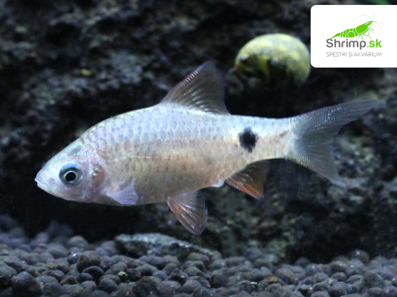 Mrenka ružová (orange) - Pethia conchonius