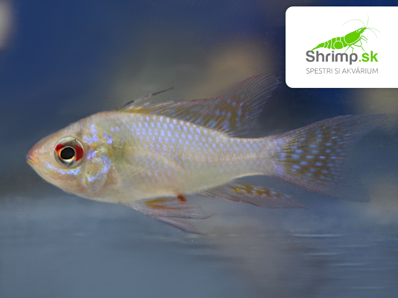 Cichlidka Ramirezova long fin 2-3 cm
