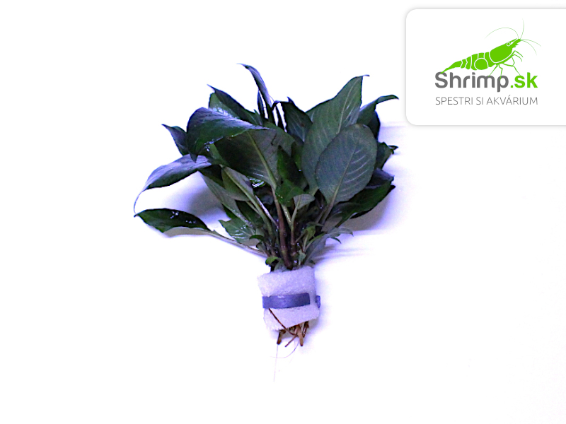 Hygrophila corymbosa - zväzok