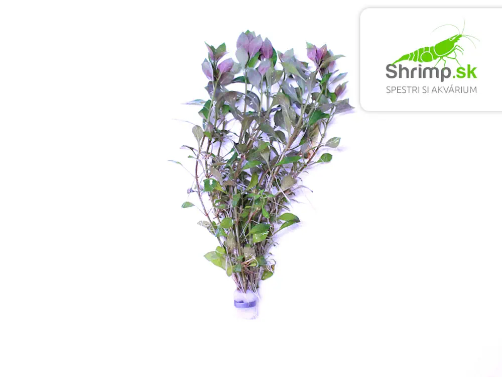 Ludwigia repens - zväzok
