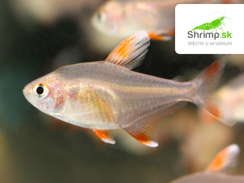 Tetra ozdobná white fin - Hyphessobrycon rosaceus white fin