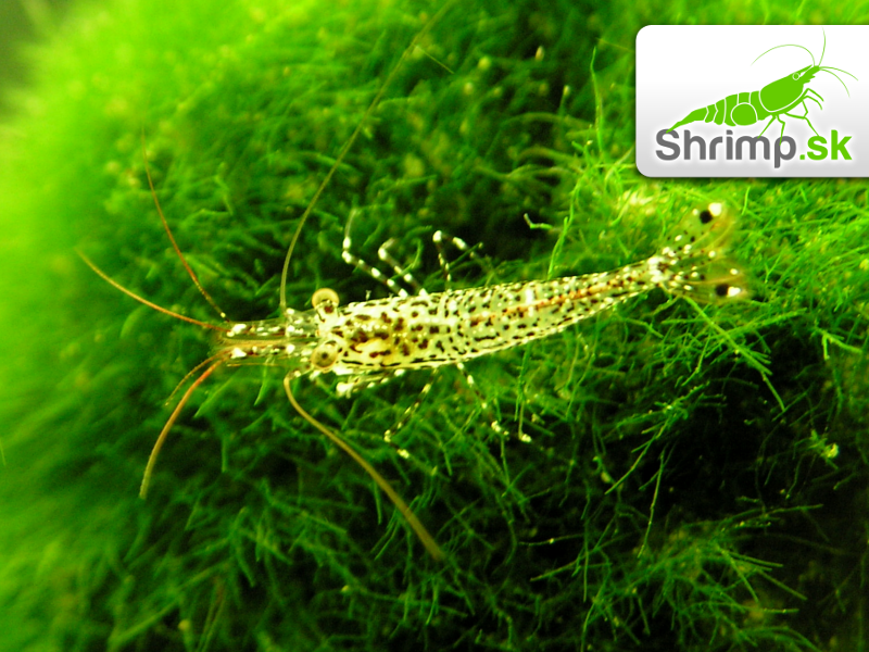 Sulawesi White orchid - Caridina sp.