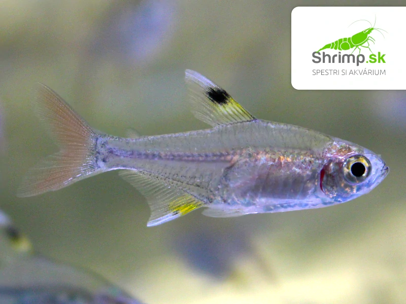 Tetra priesvitná 10 ks - Pristella maxillaris