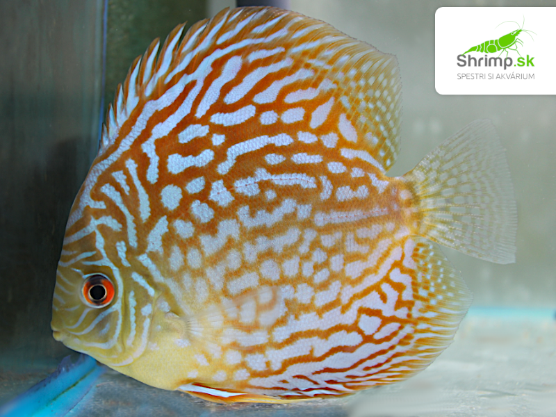 Discus Brilliant Turquoise 10-12 cm - Symphysodon discus