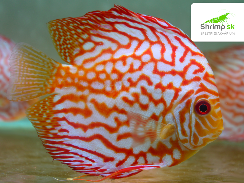 Discus Pigeon Checkerboard 7 cm - Symphysodon discus