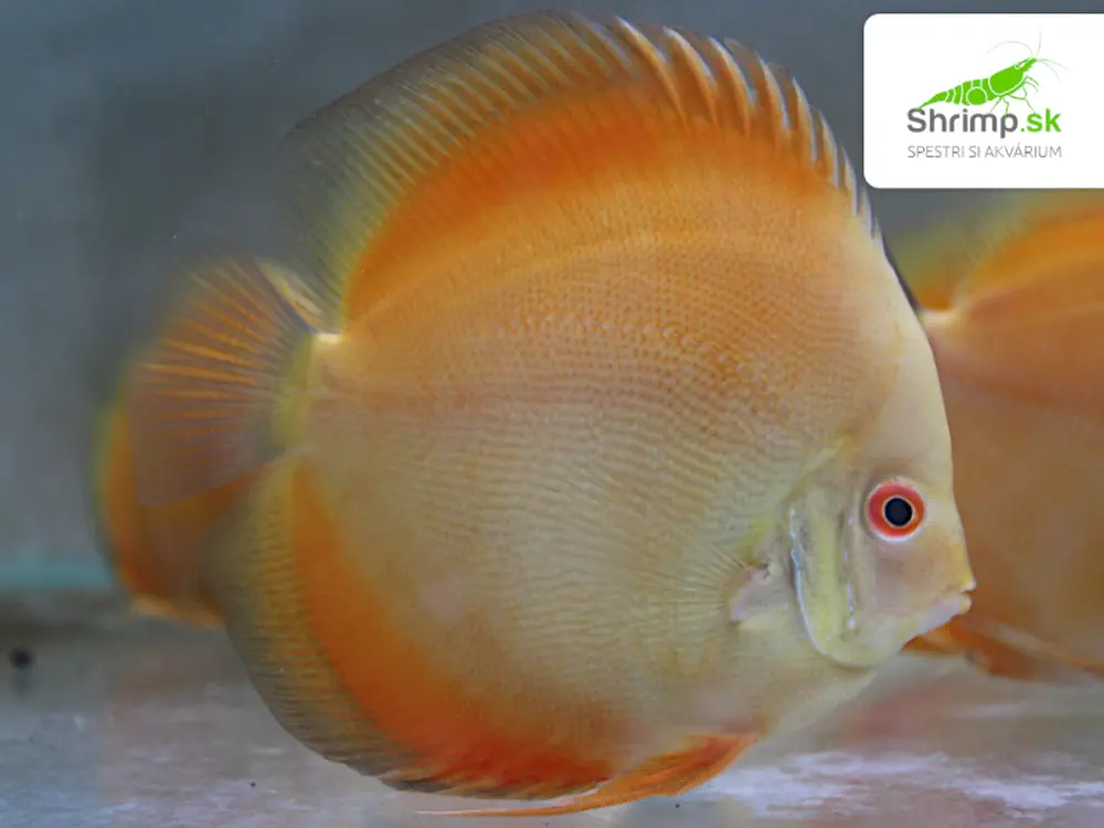 Discus Yellow / Golden Melon 10-12cm - Symphysodon discus