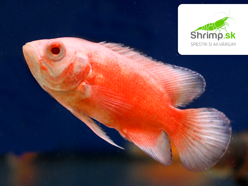 Cichlida pávia Red Albino 7-8 cm
