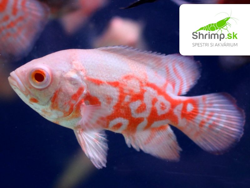 Cichlida pávia Red Tiger Oscar Albino 7-8 cm