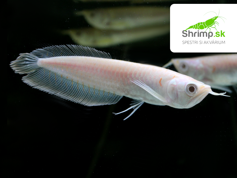 Arowana Silver Albino 10 cm