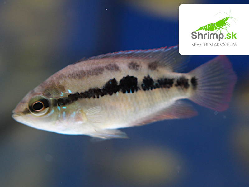 Cichlida Salvinova (4-5 cm) - Cichlastoma salvini Red