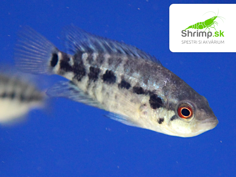 Cichlazoma managujská - Parachromis managuensis 