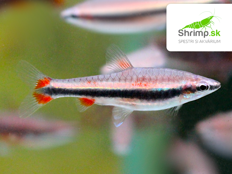 Drobnoústka Beckfordova - Nannostomus beckfordi