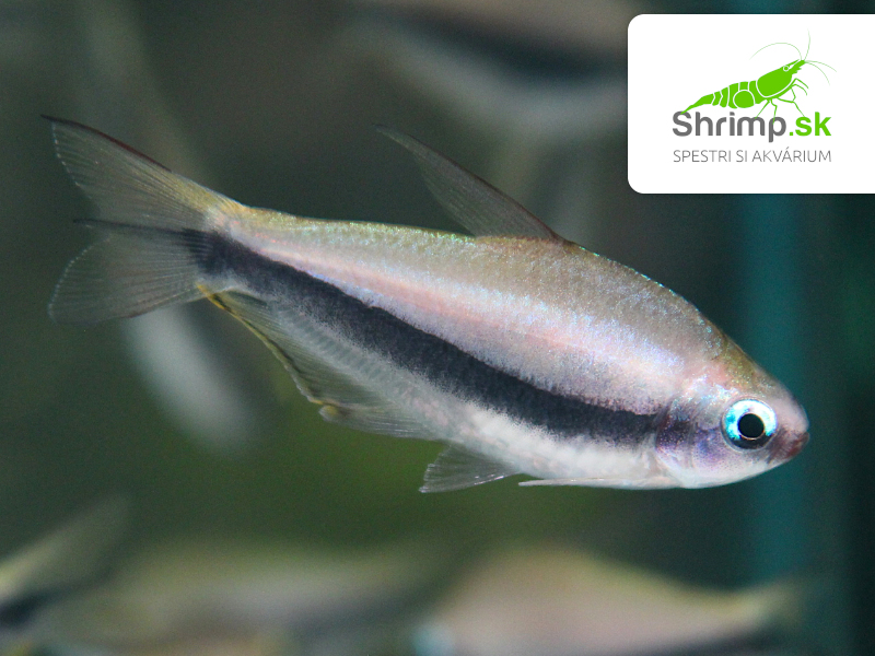 Tetra cisárska - Nematobrycon palmeri