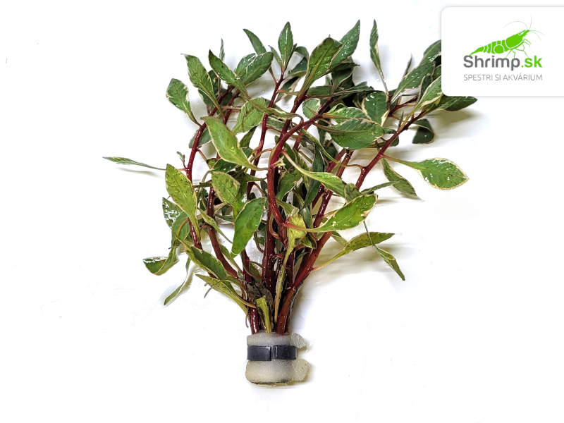 Ludwigia inclinata“ White Edge“ - zväzok