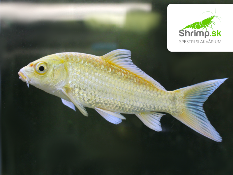 Koi kapor Yamabuki Ogon 14-16 cm - Cyprinus carpio