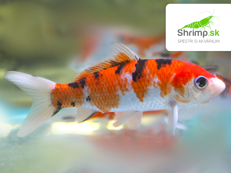 Koi kapor Sanke 14-16 cm - Cyprinus carpio